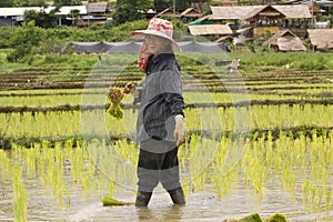 Thai women working in the rice field