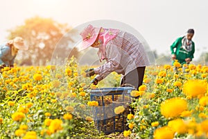 Thai worker or gardener keeping Marigold flower in field at northern of Thailand