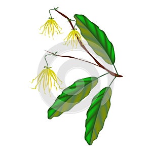 Thai Ylang Ylang Flowers on White Background
