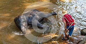 Thai young elephant was take a bath with mahout