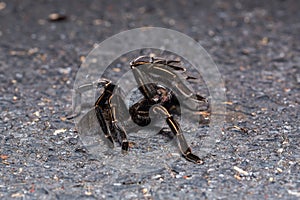 Thai zebra tarantula