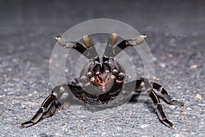 Thai zebra tarantula