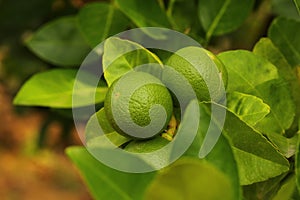 Thaiherb Green lemon