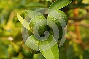 Thaiherb Green lemon