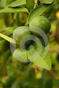 Thaiherb Green lemon