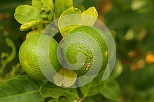 Thaiherb Green lemon