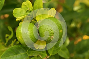 Thaiherb Green lemon