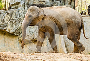 Thail elephant in chiangmai Thailand