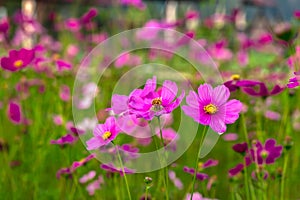 Thailand, Agricultural Field, Autumn, Awe, Backgrounds