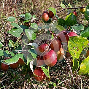 Thailand Apple ber