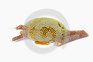 Thailand, Beehive, White Background, Bee, Cut Out