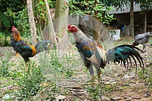 Thailand breeding fighting cocks.