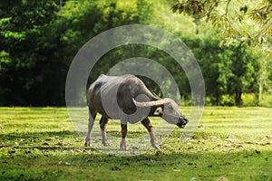 Thailand buffalo in green field countryside