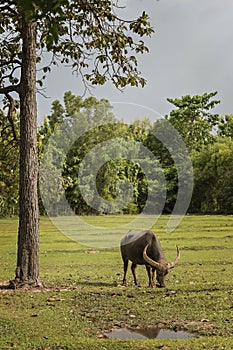 Thailand buffalo in green field countryside