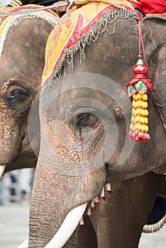 THAILAND BURIRAM SATUEK LONGBOAT RACE