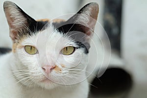 Thailand Cat or calico Looking a Hope