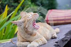 Thailand Cat lethargic