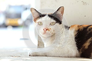 Thailand Cat Looking a Hope