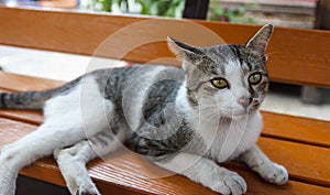 Thailand cat