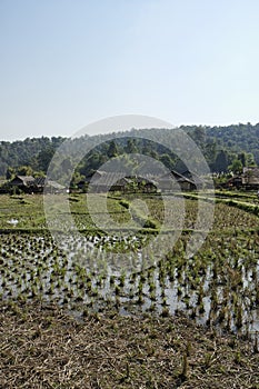 Thailand, Chiang Mai, Karen Long Neck village