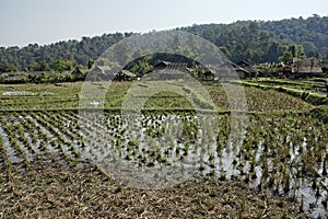 Thailand, Chiang Mai, Karen Long Neck village photo