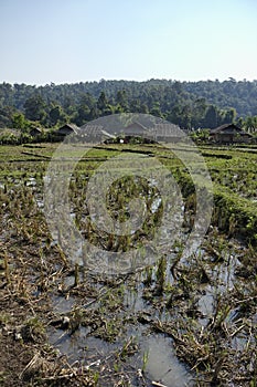 Thailand, Chiang Mai, Karen Long Neck village photo