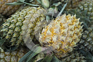 Thajsko trh ananas 