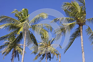 Thailand: Coconut palms