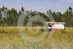 Thailand Combine harvesters working rice field