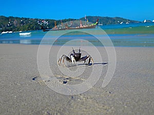 Thailand. Crab attacks