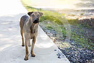 Thailand dog standing on a concrete floor and stared