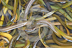 Thailand eel