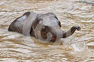 Thailand,Elephant ,Thailand elephant conservation centre.