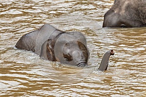 Thailand,Elephant ,Thailand elephant conservation centre.