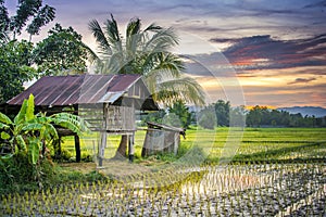 Thailand Farm