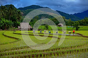 Thailand farmers rice planting working on the field.