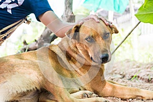 Thailand folk dog, this one is brown