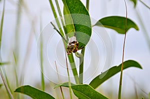 Thailand Hornet's nest