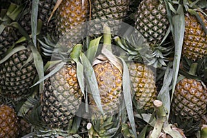 Thajsko trh ananas 