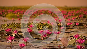 THAILAND ISAN UDON THANI KUMPHAWAPI LOTUS LAKE