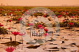 THAILAND ISAN UDON THANI KUMPHAWAPI LOTUS LAKE