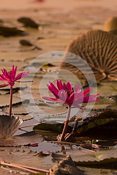 THAILAND ISAN UDON THANI KUMPHAWAPI LOTUS LAKE