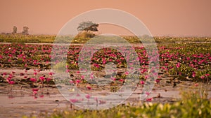 THAILAND ISAN UDON THANI KUMPHAWAPI LOTUS LAKE