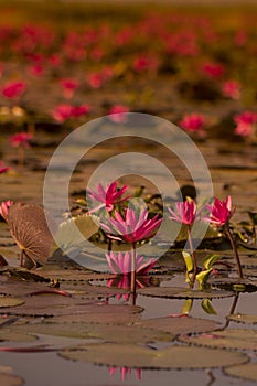 THAILAND ISAN UDON THANI KUMPHAWAPI LOTUS LAKE