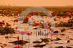 THAILAND ISAN UDON THANI KUMPHAWAPI LOTUS LAKE