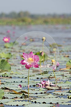 THAILAND ISAN UDON THANI KUMPHAWAPI LOTUS LAKE