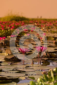 THAILAND ISAN UDON THANI KUMPHAWAPI LOTUS LAKE