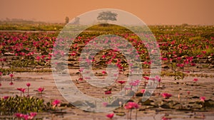 THAILAND ISAN UDON THANI KUMPHAWAPI LOTUS LAKE