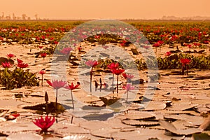 THAILAND ISAN UDON THANI KUMPHAWAPI LOTUS LAKE