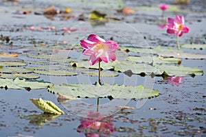 THAILAND ISAN UDON THANI KUMPHAWAPI LOTUS LAKE